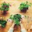 A Plants That Are Medicinal For Having Healthy, Glowing Skin
